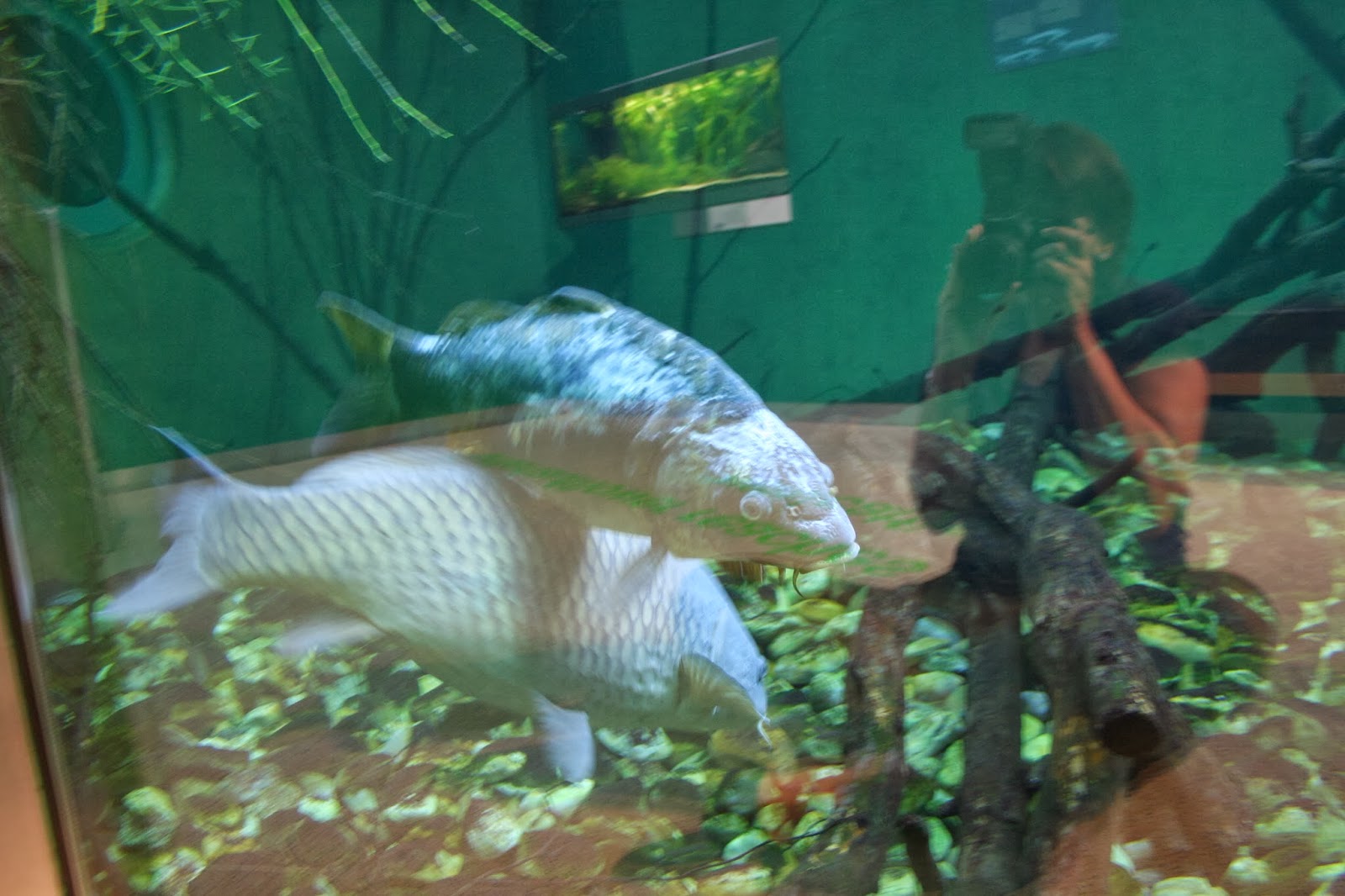 Karpfen — Museum Niederösterreich